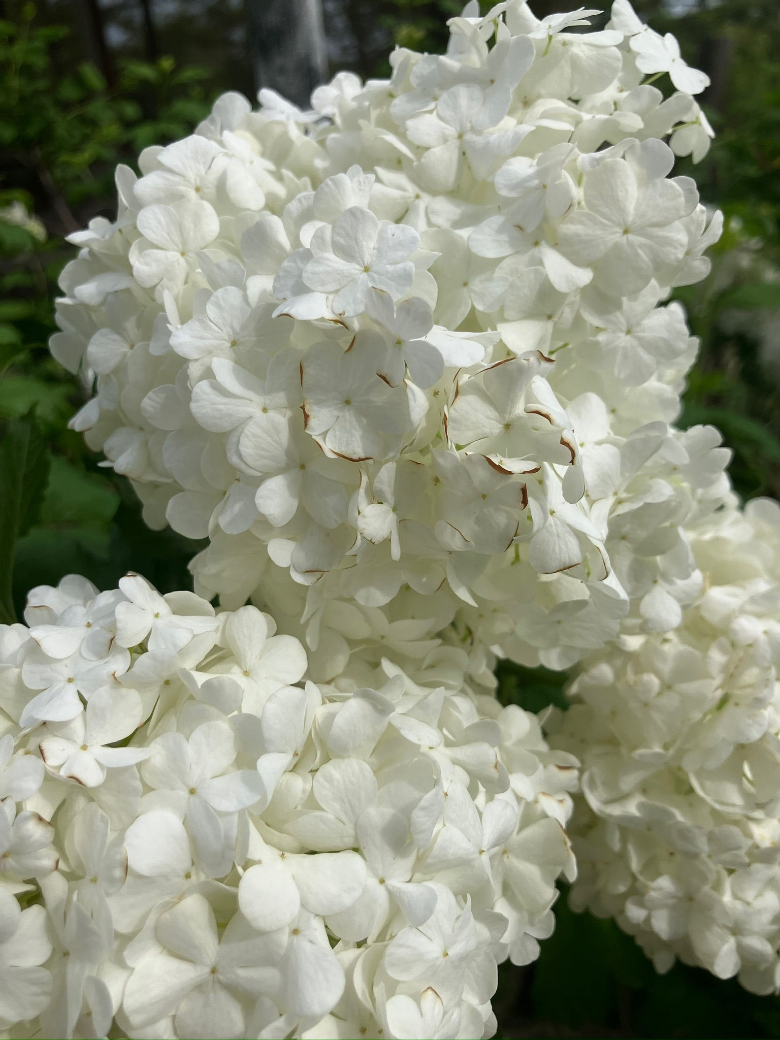 Snowball Virburnum