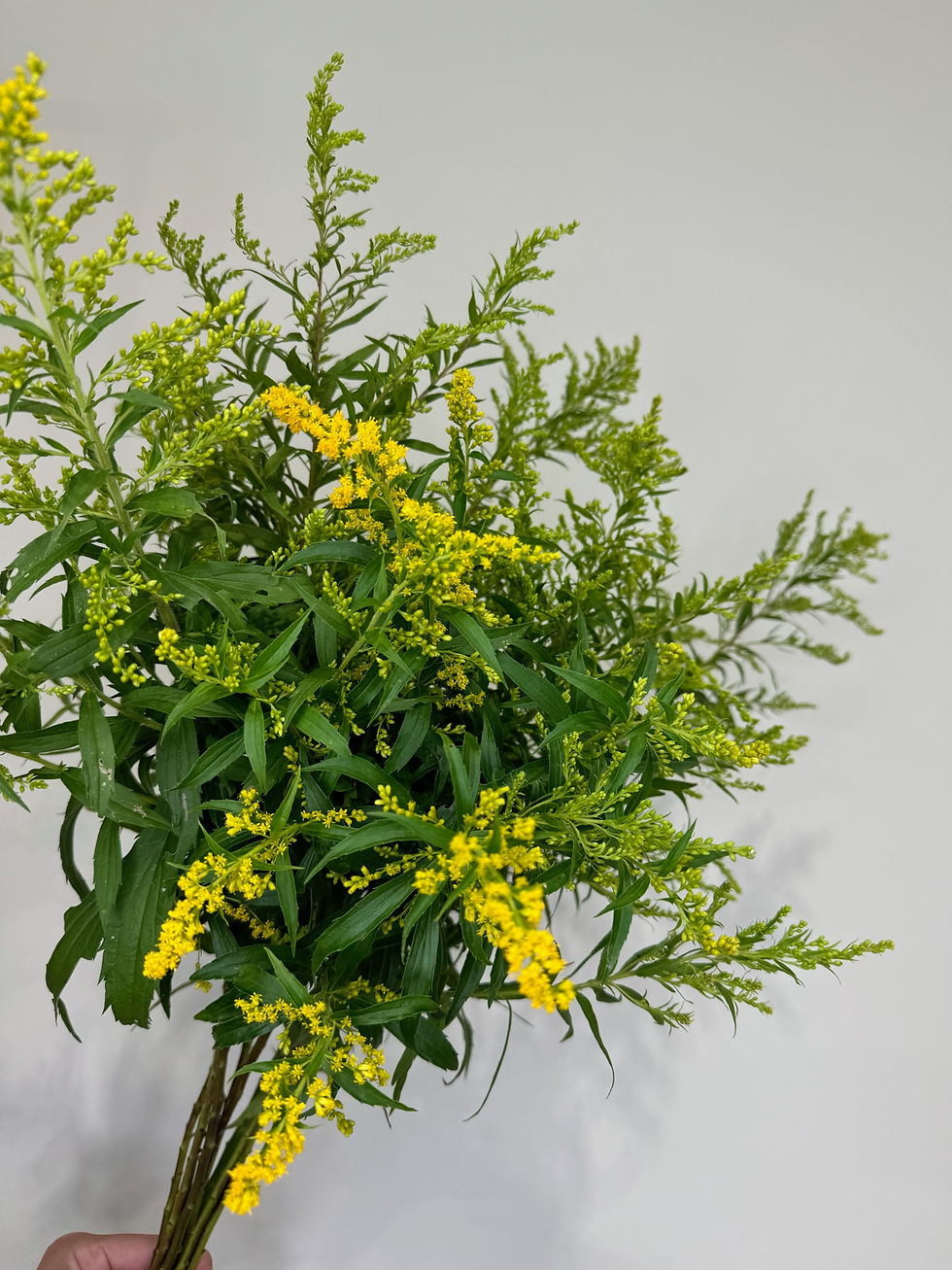 Thumbnail: Solidago
