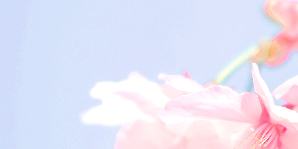 fleur rose sur fond de ciel bleu