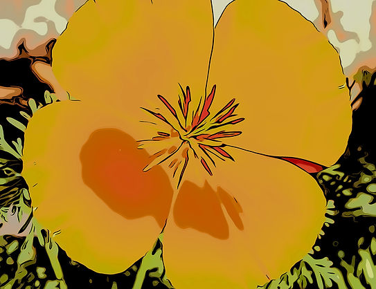 involve_header_CoasterPoppy.jpg