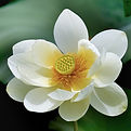 Service_Flower_Image_edited.jpg