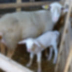 Une brebis et son agneau