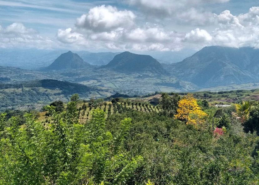 Guayacán Amarillo
