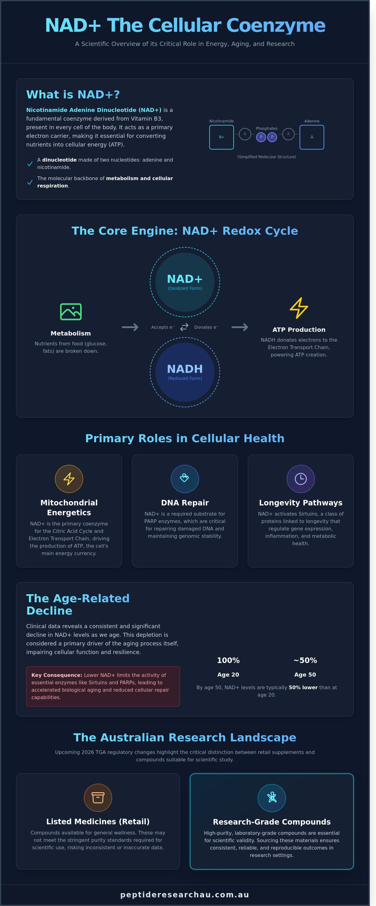 NAD+ infographic - visual guide