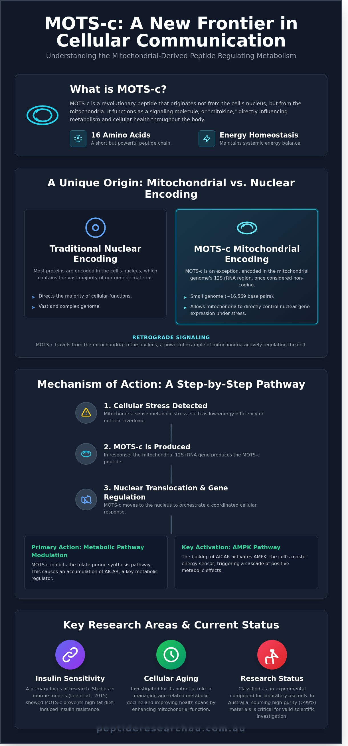 MOTS-c infographic - visual guide