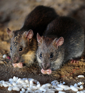 1367748-des-rats-illustration.jpg