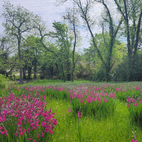 Spring flowers in full bloom along Rue Second Street in the Natchitoches National Historic Landmark District