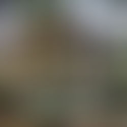 Two-story house adorned with red, white, and blue banners. Surrounded by greenery and trees. Sign reads, "Judge Porter House Bed & Breakfast."