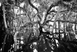 Myakka052-mod