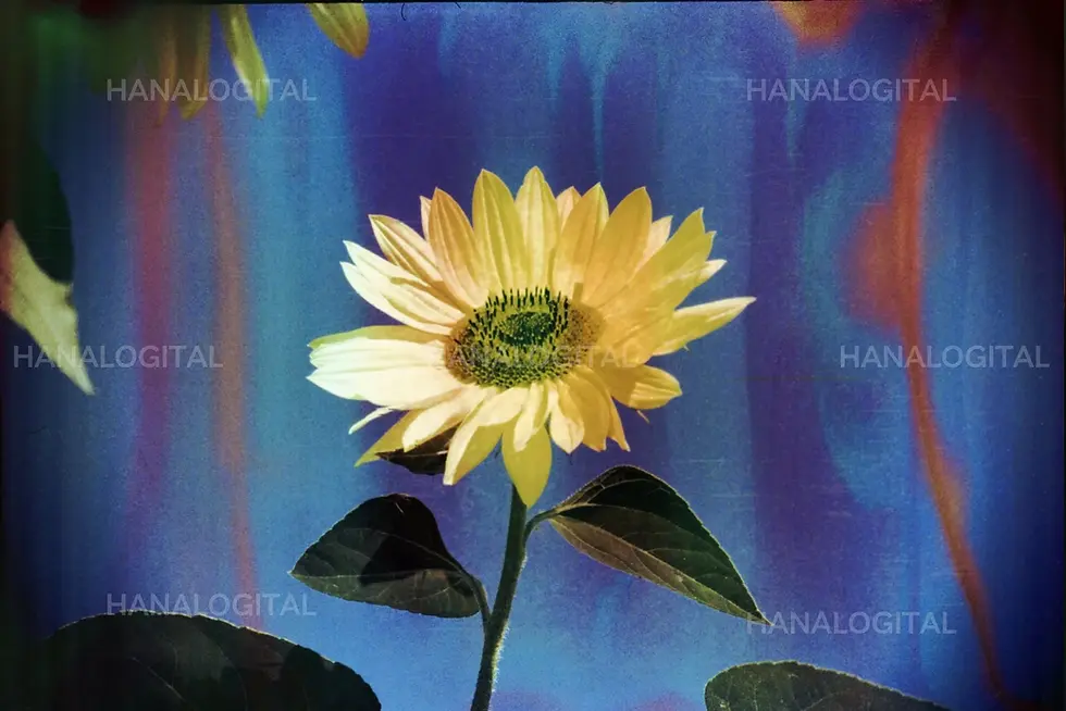 Thumbnail: Hanalogital Opal (film-soup) 35mm film