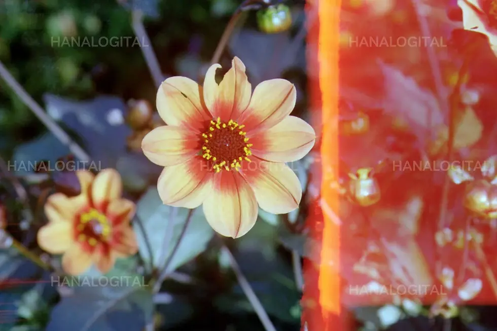 Thumbnail: Hanalogital Leak 35mm film