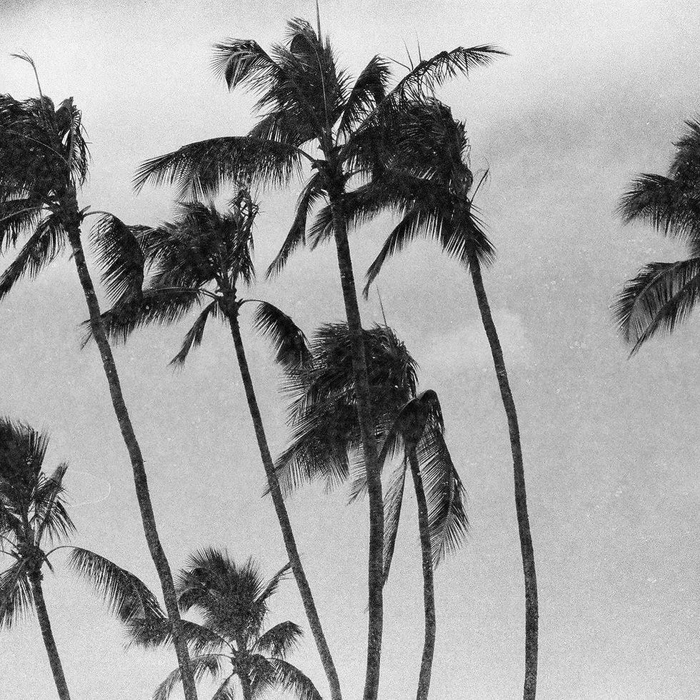 Thumbnail: Revolog Paper 35mm special effect black/white film