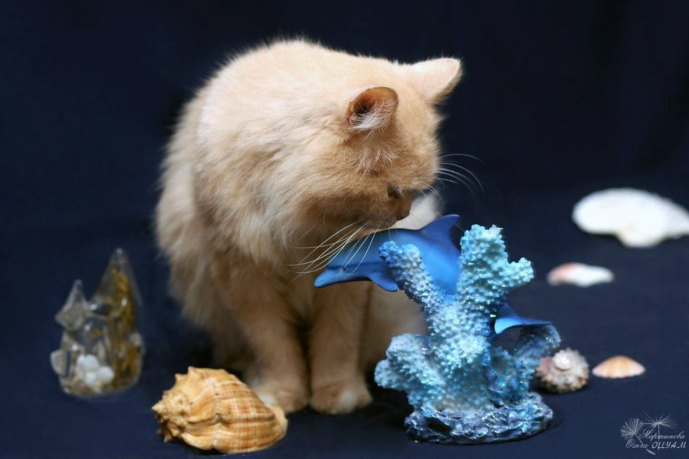 КОТ ГРИНЯ ЛЕПС