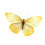 a light yellow realistic butterfly with no background.png