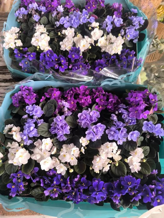 540188748_24682453108046397_3808451587031868188_n