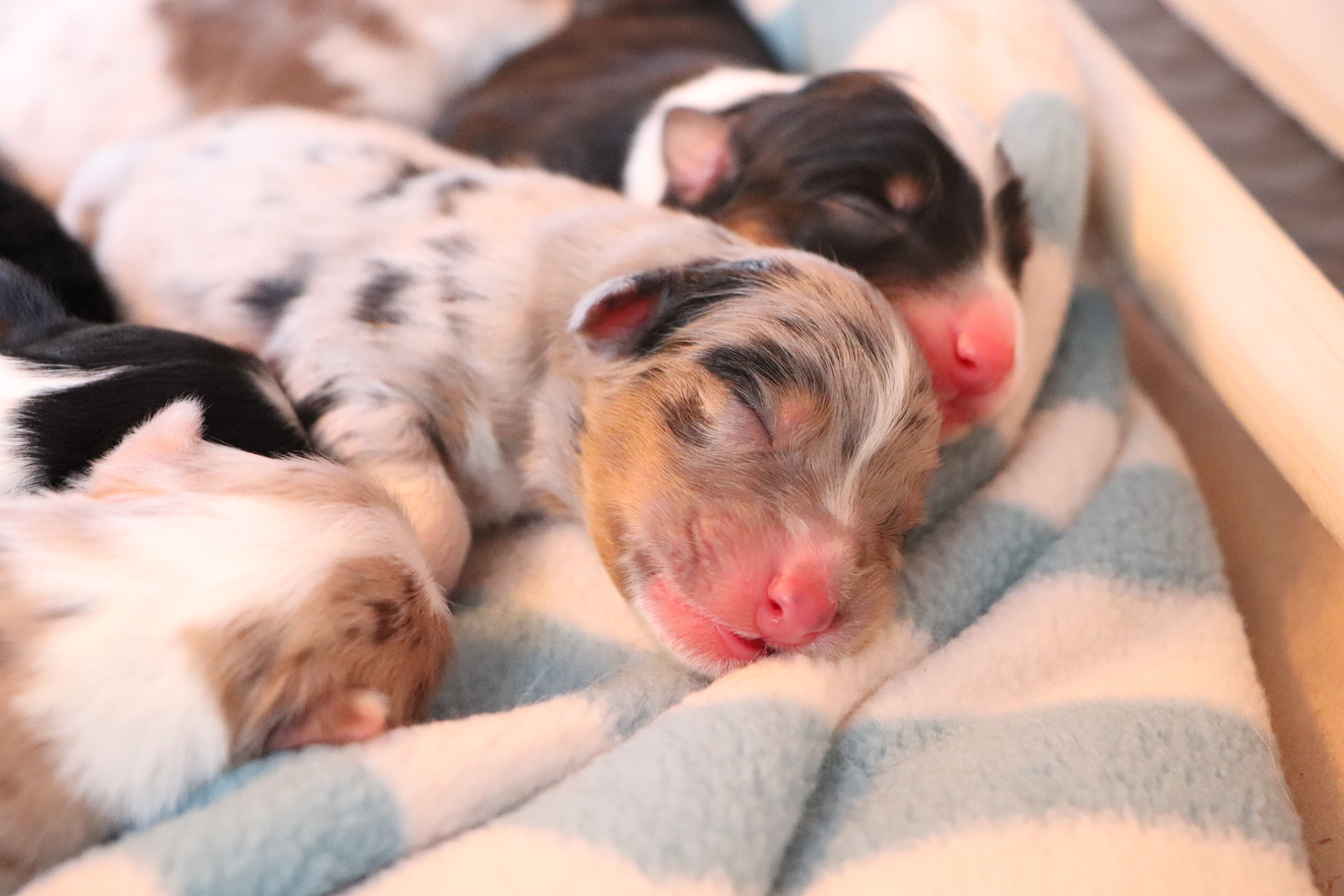 Blue Merle Male