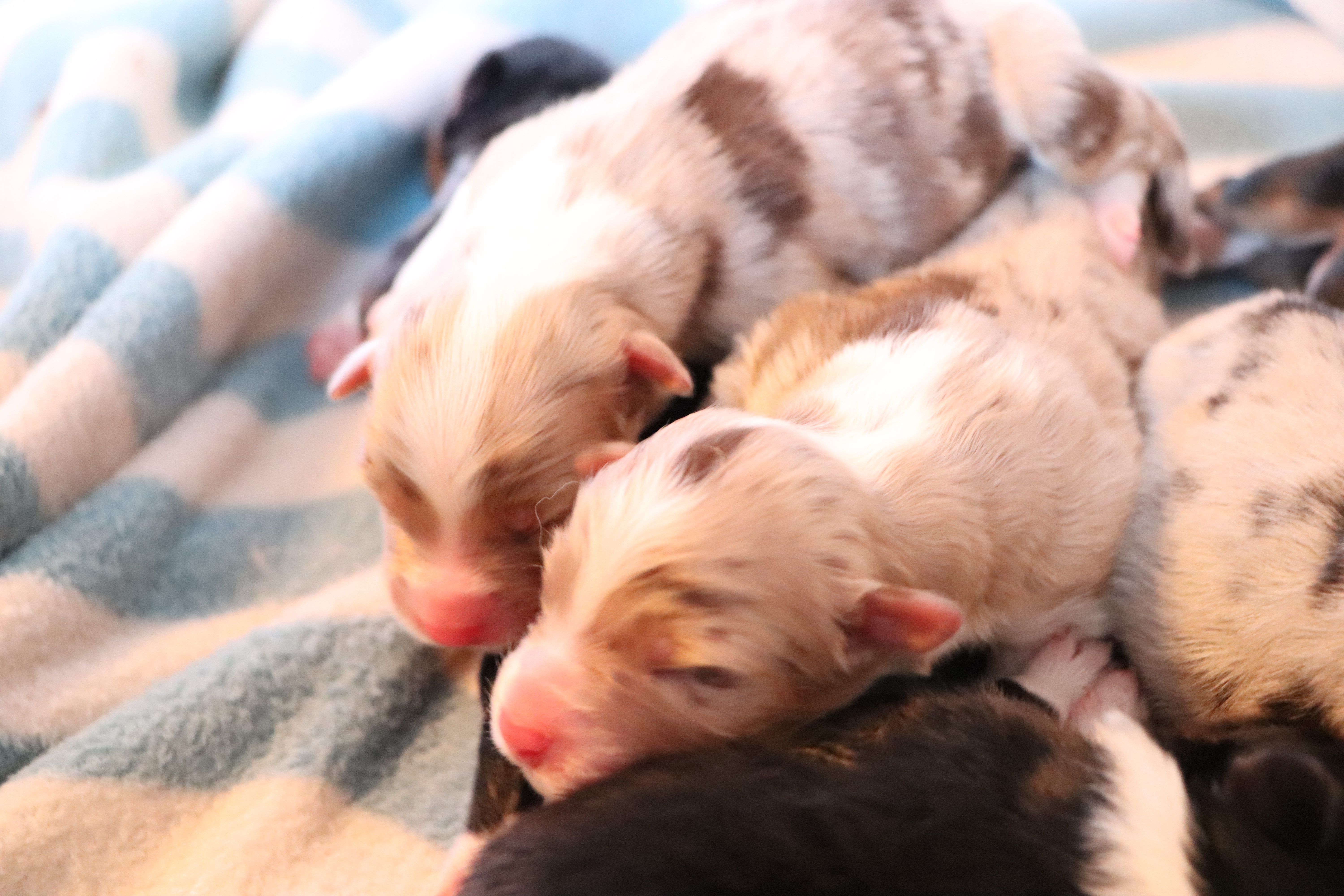 Red Merle Female and Male