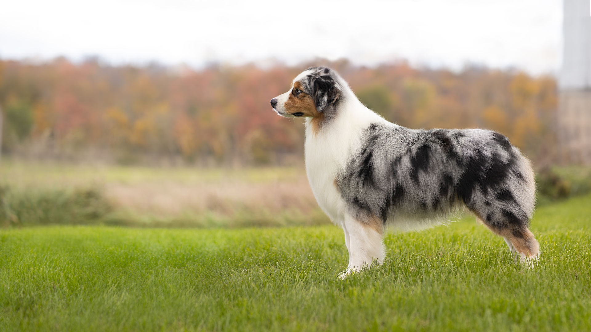 Australian Shepherd Breeder Ontario Ausable River Aussies