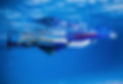 133489826_443558070386839_255604545257013567_n_edited.jpg