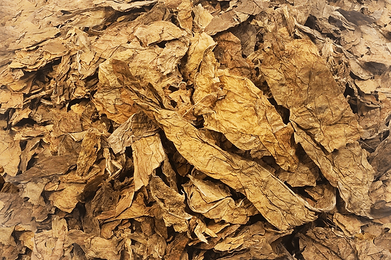 RAW Tobacco Strips Burley for Export | Tobacco supplier ABR GmbH