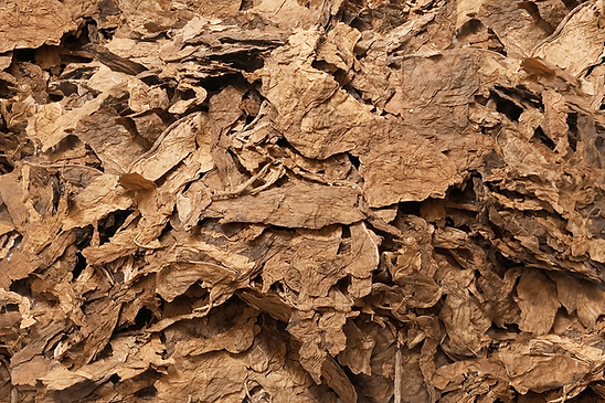 RAW Tobacco Strips Burley for Export | Tobacco supplier ABR GmbH
