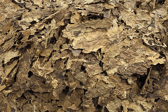 RAW Tobacco Strips Burley for Export | Tobacco supplier ABR GmbH
