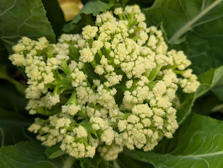 Cauliflower!