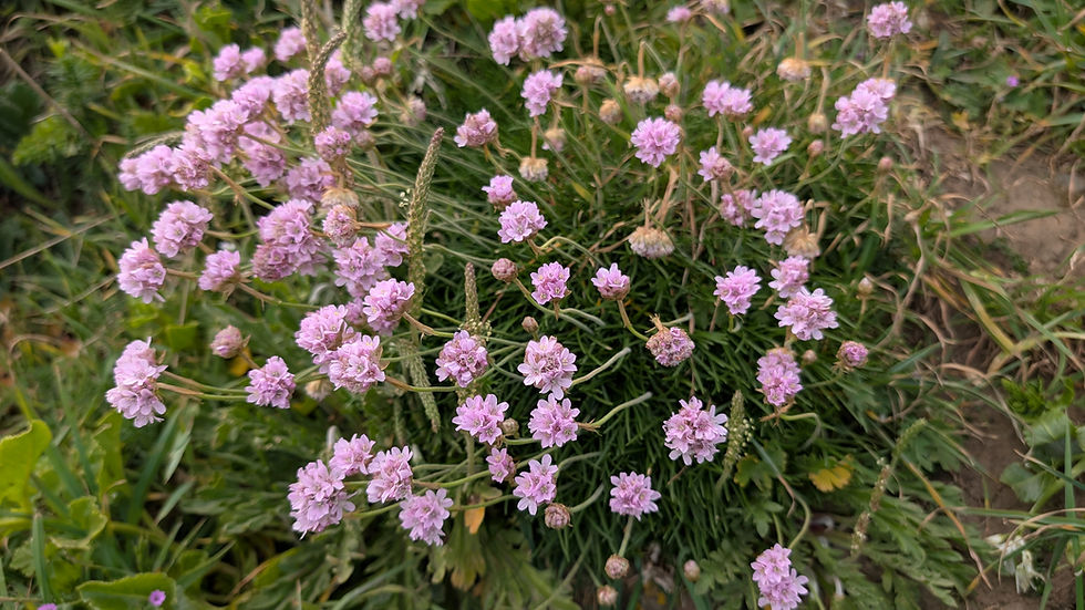 Sea thrift