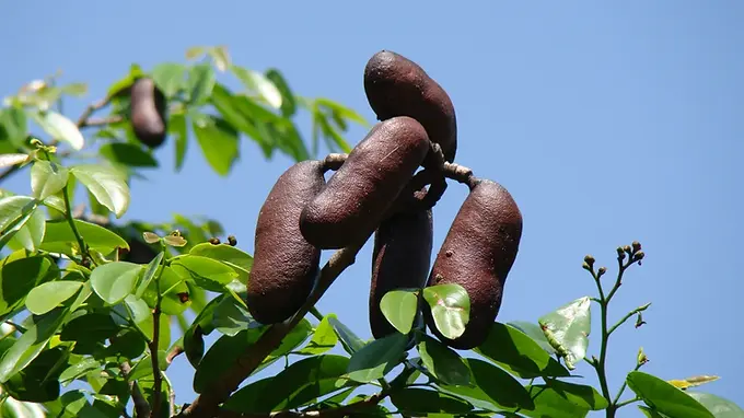 O jatobá é dos gigantes veteranos: pode viver séculos e ultrapassar 40 metros de altura, virando uma daquelas árvores imponentes que impõem respeito na floresta.

Ele guarda um segredo do tempo: a resina que produz pode, ao longo de milhares de anos, fossilizar e se transformar em âmbar. Seus frutos têm uma polpa farinácea comestível, de cheiro forte e marcante, que a bicharada adora.