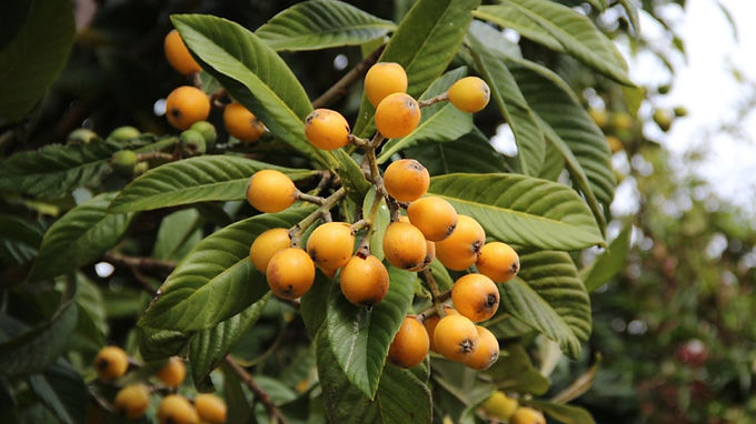 Ela carrega uma pequena confusão no nome: todo mundo a chama de 'ameixa-do-japão', mas na verdade nasceu no sul da China. Os frutos são amarelo-alaranjados, levemente ácidos e cheios de vitamina A.

O charme dela é o timing. Enquanto a maioria das frutíferas descansa no frio, a nespereira resolve dar as caras justamente no fim do inverno e começo da primavera — bem na hora em que a fauna mais precisa de comida disponível. Uma anfitriã atenciosa, digamos assim.