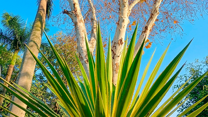 O plátano é aquela árvore de sombra clássica das grandes cidades, de copa larga e casca que se descama em placas, deixando o tronco com um visual meio 'camuflado'. Tolera bem a poluição urbana, o que explica por que enfeita tantas calçadas mundo afora.

Já o agave-azul, do ladinho, é de outro mundo: é a mesma planta usada para fazer a tequila no México. Ele não tem pressa nenhuma — leva anos para amadurecer e floresce uma única vez na vida, morrendo logo depois. Uma despedida grandiosa.