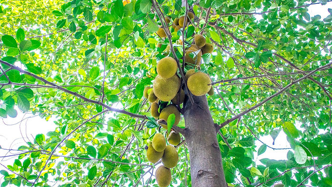 Se existe uma recordista por aqui, é ela: a jaqueira dá a maior fruta que cresce numa árvore no mundo inteiro. Uma única jaca pode passar tranquilamente dos 30 kg — melhor não ficar embaixo na hora errada!
Outra curiosidade é onde os frutos aparecem: grudados direto no tronco e nos galhos mais grossos, e não nas pontinhas dos ramos (um truque chamado caulifloria). É parente da fruta-pão e até da amoreira, e sua madeira ainda rende peças bonitas na marcenaria.