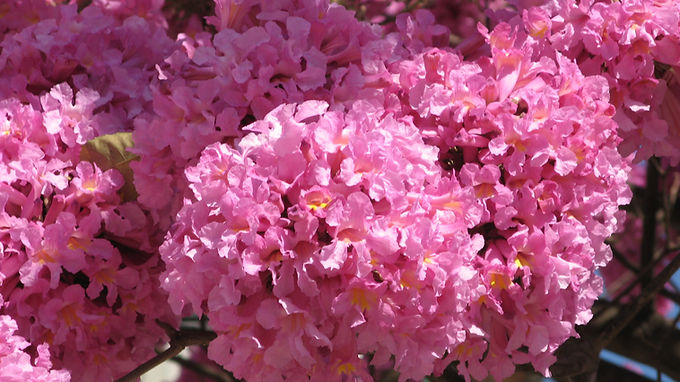 O ipê-rosa é um dos maiores símbolos das árvores brasileiras, e ele sabe fazer uma entrada triunfal. Na época de florir, faz algo ousado: solta todas as folhas de uma vez e fica só de flores rosa, transformando ruas e praças num verdadeiro espetáculo.

Além do show visual, é uma árvore de madeira nobre e bem resistente. Sua florada costuma funcionar como um relógio da natureza, anunciando a virada das estações.