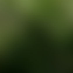 Honeysuckle - A midsummer ramble