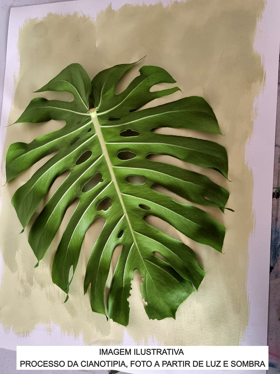 Miniatura: CIANOTIPIA "COSTELA DE ADÃO"