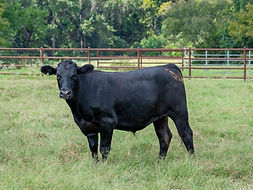 Steer.jpg