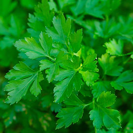 Close up of a parsley plant