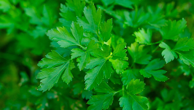 Herbs