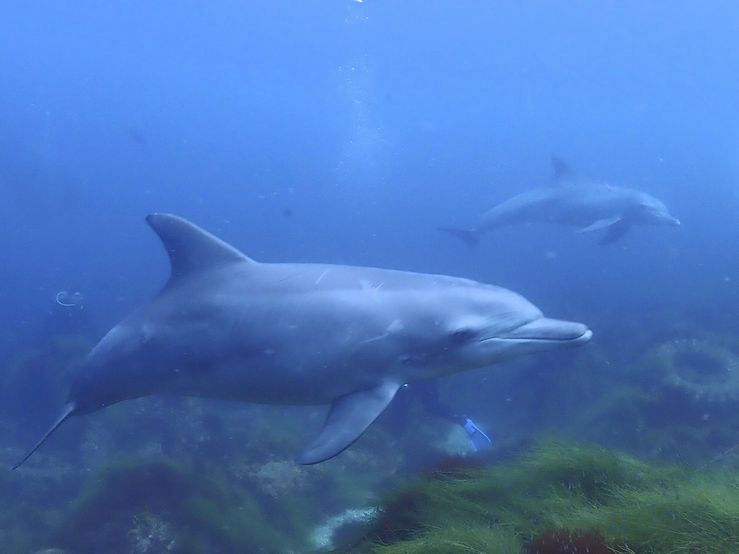 dolphin