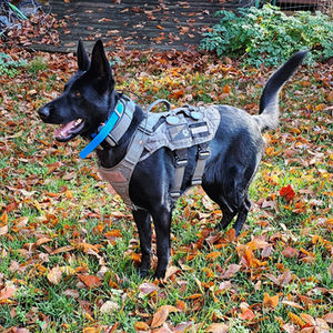 K9 Jakki