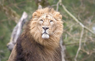 1444x920_jasraj-dernier-lion-zoo-parc-te