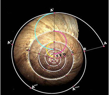 cf5bc94247_19768_7613-nombredorcoquille.