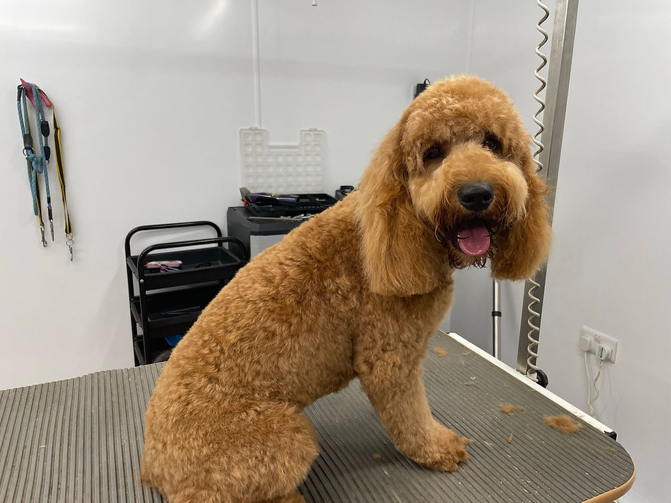 Cockerpoo Groom