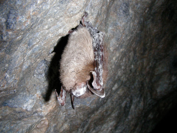 A small brown bat hangs from a cave wall covered in the white fuzz of the Pd fungus. 
