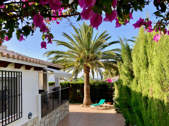 Palme im hinterer Garten neben Terrasse