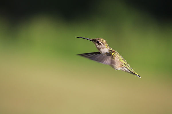 Best Hummingbird Photo.JPG