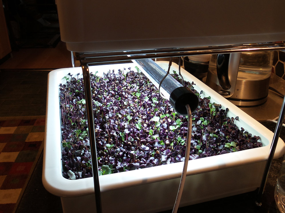 Starter Microgreen HomeKit cityhydro