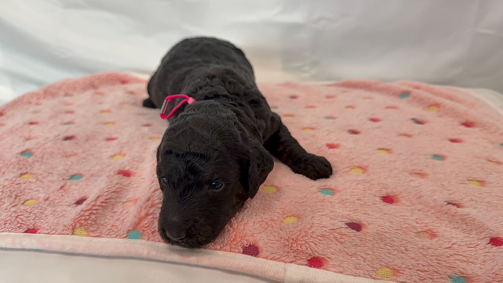 Pink Collar - Female