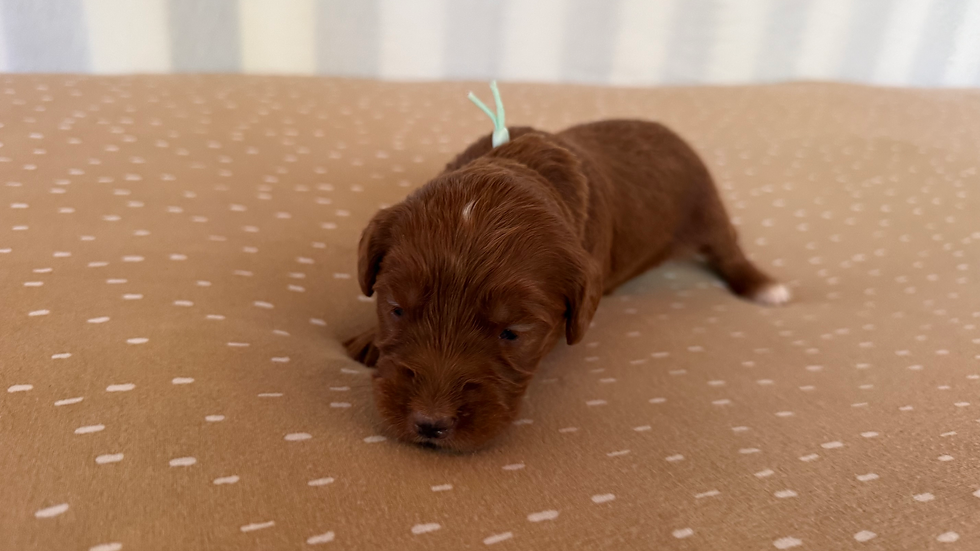 Teal Collar - Female