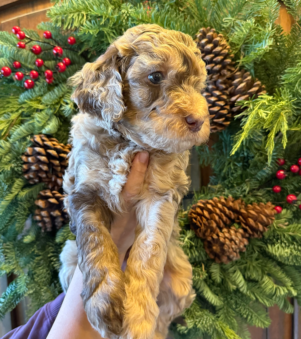 Yellow Collar - Male